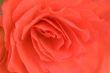 red rose background