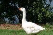 Snow White Goose