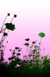 floral style textures