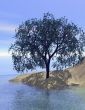 Sand dune tree with reflection
