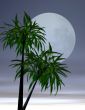 Lover`s moon in the tropics
