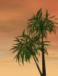 Tropical sunset