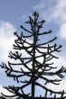 Monkey puzzle tree