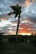 Palm tree on a sunset