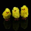 toy Easter chickens on black