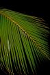 palm leaf