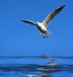 flying seagull over water