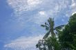 Palm Tree and Blue Sky Copyspace