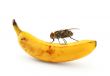 bug sitting on banana