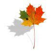 multicolored maple leaf with shadow