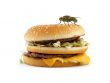 home fly sitting on appetizing hamburger