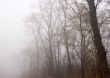 Fog in the trees