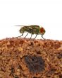 home fly sitting on slice of bread