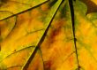 Leaf closeup