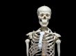 Skeleton