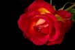 Rose on black