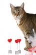 My sweet Valentine