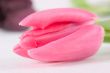 Pretty pink tulip