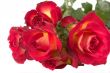 Red Rose (Pride of Kenya)