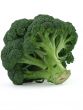 appetizing broccoli on white background