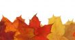 maple leaves in line