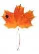 maple leaf with holes and spots