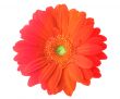 multicolored gerbera flower