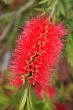 Bottlebrush Callistemon