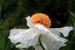 Tree Poppy Romneya Harvey