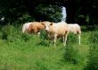 Cattle