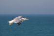 Seagull in flight