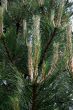 Pine Pinus