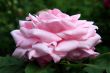 Rosa Baroness rothschild