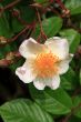 Rosa Madame alfred carriere