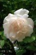 Rosa Madame alfred carriere