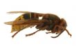 hornet extreme macro