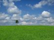 lone tree with cumulus clouds