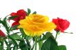 roses on white