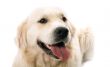 The gold retriever posing in studio.