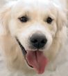 gold retriever posing in studio