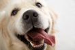 gold retriever posing in studio.