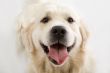 gold retriever posing in studio
