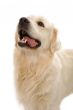gold retriever posing in studio.