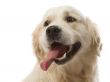 gold retriever posing in studio.