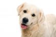 gold retriever posing in studio.