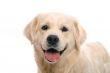 gold retriever posing in studio