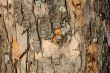 bark texture 2