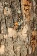 bark texture