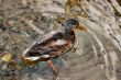 duck in water