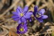 Hepatica nobilis Mill